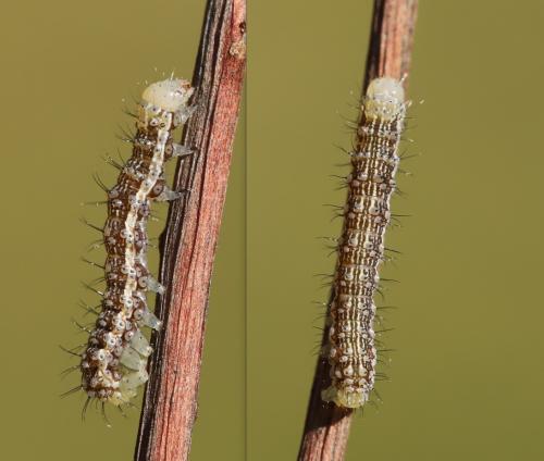 Réf. 334 679 : Helicoverpa armigera